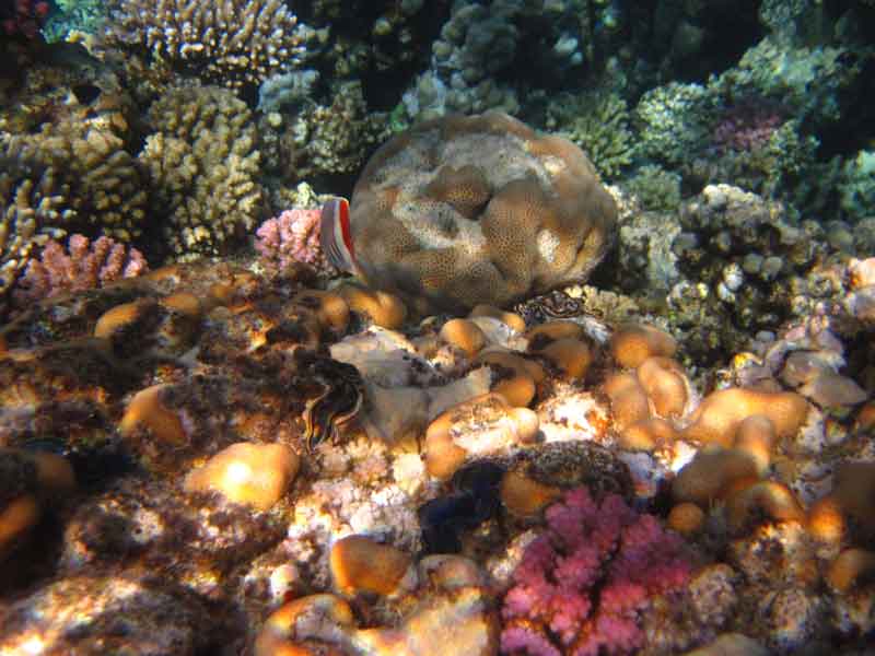 Korallenpracht